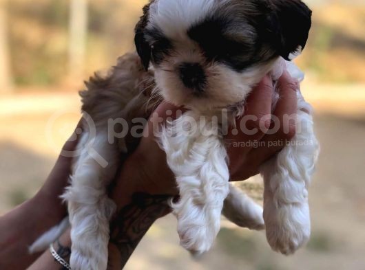 Orji̇nal Shitzu Yakışıklının Akıl Bozan Güzelliği görsel