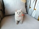 Scottish Fold & British Shorthair Yavrular Yeni Yuva Arıyor