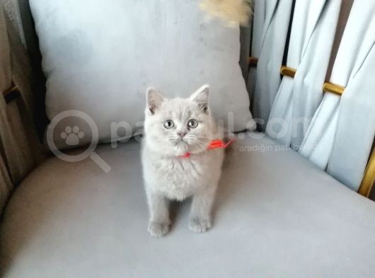 Scottish Fold & British Shorthair Yavrular Yeni Yuva Arıyor görsel