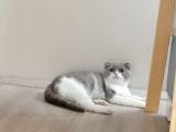 Scottish Fold & British Shorthair Yavrular Yeni Yuva Arıyor