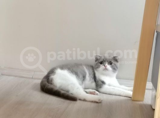 Scottish Fold & British Shorthair Yavrular Yeni Yuva Arıyor görsel