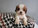 Show Kalite Cavalier King Yavrularımız