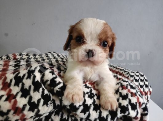 Show Kalite Cavalier King Yavrularımız görsel