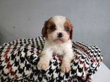 Show Kalite Cavalier King Yavrularımız