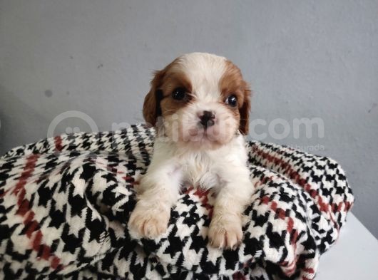Show Kalite Cavalier King Yavrularımız
