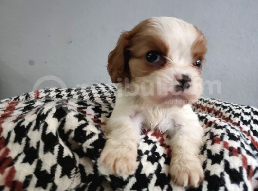 Show Kalite Cavalier King Yavrularımız görsel