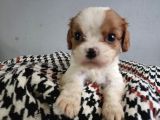 Show Kalite Cavalier King Yavrularımız