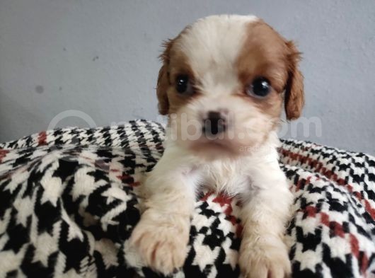 Show Kalite Cavalier King Yavrularımız görsel