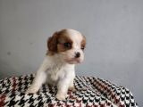 Show Kalite Cavalier King Yavrularımız