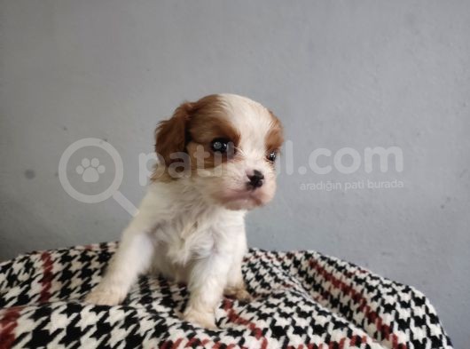 Show Kalite Cavalier King Yavrularımız görsel