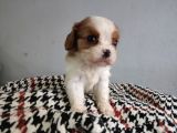 Show Kalite Cavalier King Yavrularımız