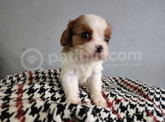 Show Kalite Cavalier King Yavrularımız görsel