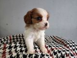 Show Kalite Cavalier King Yavrularımız