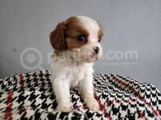 Show Kalite Cavalier King Yavrularımız görsel