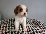 Show Kalite Cavalier King Yavrularımız
