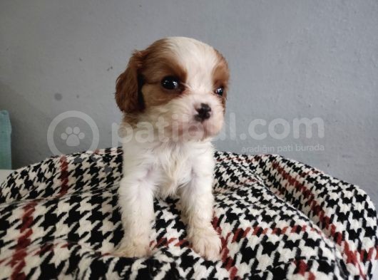 Show Kalite Cavalier King Yavrularımız görsel
