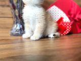 Show Kalite British Shorthair Ny12 Ve Ny11