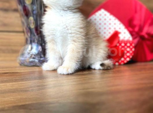 Show Kalite British Shorthair Ny12 Ve Ny11 görsel