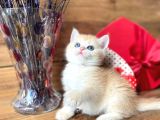Show Kalite British Shorthair Ny12 Ve Ny11