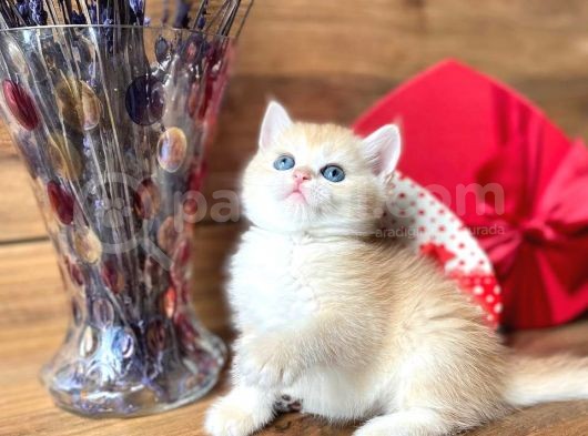 Show Kalite British Shorthair Ny12 Ve Ny11