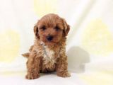 Show Kalite Maltipoo Bebekler