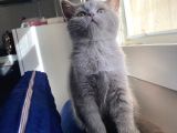 Lilac ve Gri British Shorthair Yavrularım Sahiplerini Bekliyor