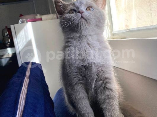 Lilac Ve Gri British Shorthair Yavrularım Sahiplerini Bekliyor