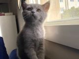 Lilac Ve Gri British Shorthair Yavrularım Sahiplerini Bekliyor