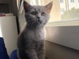 Lilac Ve Gri British Shorthair Yavrularım Sahiplerini Bekliyor