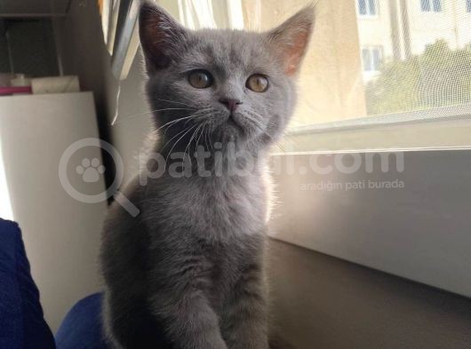 Lilac Ve Gri British Shorthair Yavrularım Sahiplerini Bekliyor görsel