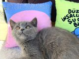 Lilac Ve Gri British Shorthair Yavrularım Sahiplerini Bekliyor