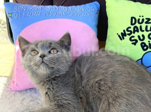 Lilac Ve Gri British Shorthair Yavrularım Sahiplerini Bekliyor görsel