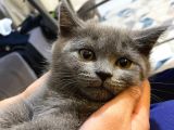 Lilac Ve Gri British Shorthair Yavrularım Sahiplerini Bekliyor