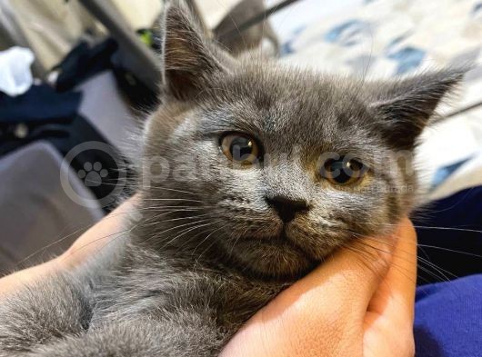 Lilac Ve Gri British Shorthair Yavrularım Sahiplerini Bekliyor görsel