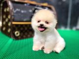 2.5 Aylık Teacup Pomeranian Teady Bear