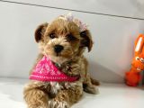 Show Kalite Maltipoo Yavrular