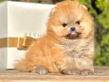 Teddy Face Boo Pomeranian Yavrular