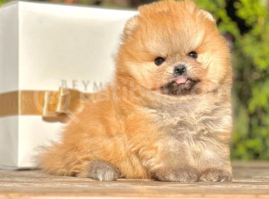 Teddy Face Boo Pomeranian Yavrular görsel