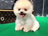 2.5 Aylık Erkek Pomeranian Boo Üst Kalite