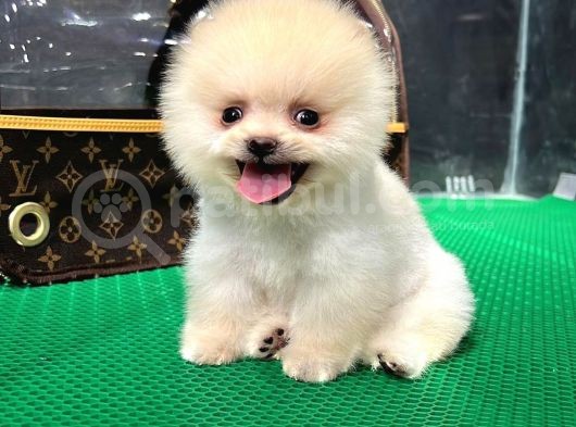 2.5 Aylık Erkek Pomeranian Boo Üst Kalite