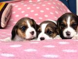 Tombik Beagle Bebeklerim