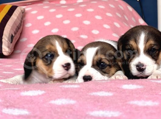 Tombik Beagle Bebeklerim görsel