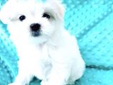 Maltese Mini Boy Sevimli Yavrular