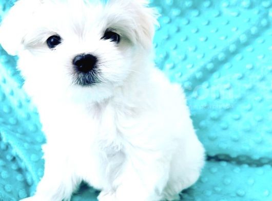 Maltese Mini Boy Sevimli Yavrular görsel