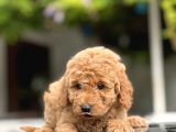 Toy Poodle Bebekleri