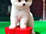 Party Color2.5 Aylık Dişi Pomeranian Yavrumuz
