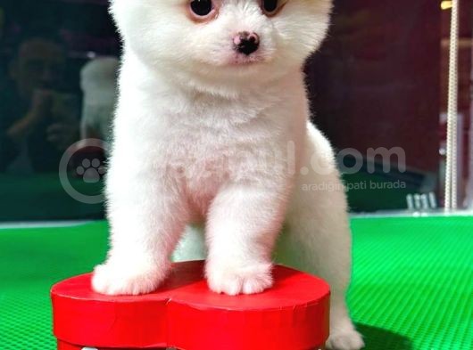 Party Color2.5 Aylık Dişi Pomeranian Yavrumuz