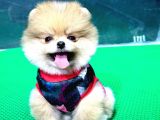 2.5 Aylık Erkek Pomeranian Boo Üst Kalite