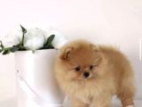 Ayıcık Surat Boo Pomeranian Yavrular