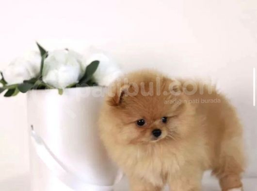Ayıcık Surat Boo Pomeranian Yavrular görsel